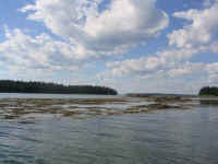 buckleisland809.jpg (41639 bytes)